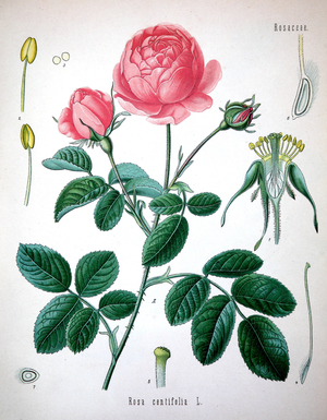 Rosa centifolia, petaled rose, the Provence rose or cabbage rose or Rose de Mai is a hybrid rose ©Bildagentur-online/UIG/Leemage