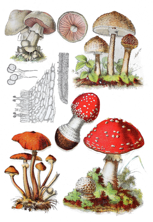 Field mushroom, Agaricus campestris (top left), parasol mushroom, Macrolepiota procera (top right), honey fungus, Armillaria mellea (bottem left), fly agaric or fly amanita, Amanita muscaria (bottem right) ©Bildagentur-online/UIG/Leemage