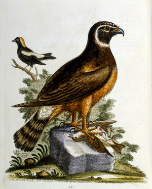Watercolour illustration from a book of rare birds by G Edwards 1750. George Edwards (1694-1773) was a British naturalist and ornithologist. He travelled extensively through Europe, studying natural history and birds in particular. He gained some recognit