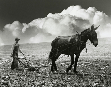 Farmer ploughing his field with a mule, 1974