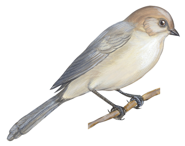 Mesange buissonniere - Bushtit (Psaltriparus minimus)
