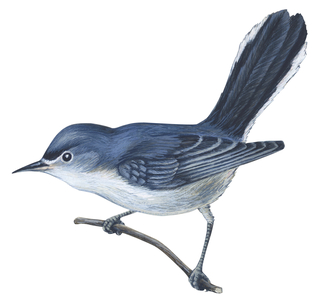 Gobemoucheron gris bleu - Blue-gray gnatcatcher (Polioptila caerulea)