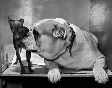 St. Louis, MIssouri: 1947.
""Lady Whiz's Butch"", the English Bulldog, wants all of center stage, while shy but standing his ground is ""Black NIght"", a toy Manchester Terrier puppy.