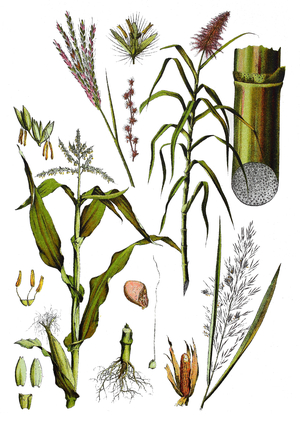 Maize, corn, Zea mays (left), Sugarcane, Saccharum officinarum (right top), Phragmites australis, Cav. Trin. Syn. Phragmites communis Trin. (right bottom), Bothriochloa ischaemum L. auch Andropogon ischaemum L. bzw. Dichanthium ischaemum L (top left) ©Bildagentur-online/UIG/Leemage