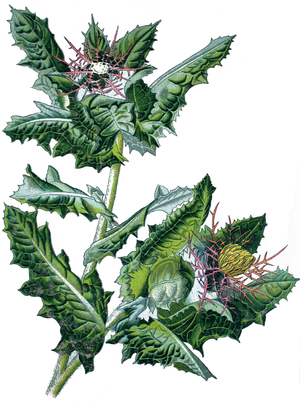 St. Benedict's thistle, blessed thistle, holy thistle or spotted thistle, Cnicus benedictus