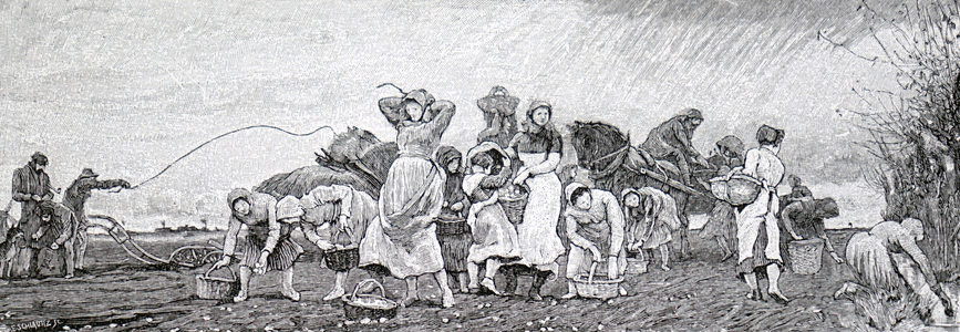 a gang of women potato picking in the Fens. Dated 19th Century