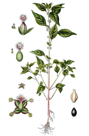pellitory-of-the-wall, also known as lichwort, Parietaria officinalis, Syn.: Parietaria erecta Mert. & W.D.J.Koch