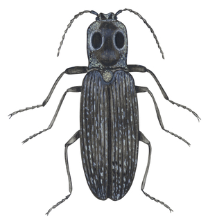 Scarabee - Click beetle (Alaus oculatus)