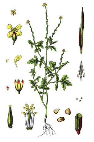 Sisymbrium officinale, Hedge mustard