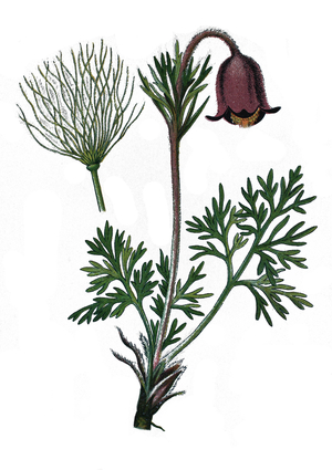 Small Pasque Flower, Pulsatilla pratensis