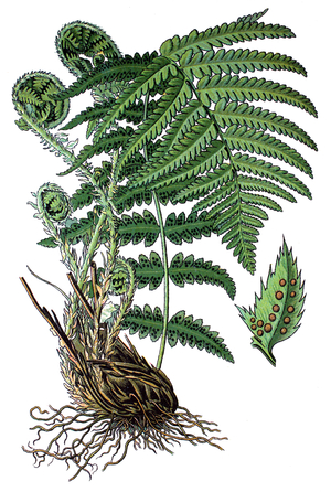 male fern, Dryopteris filix-mas
