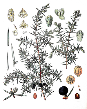 Juniperus communis, the common juniper, is a species of conifer in the genus Juniperus, Medicinal plant ©Bildagentur-online/UIG/Leemage