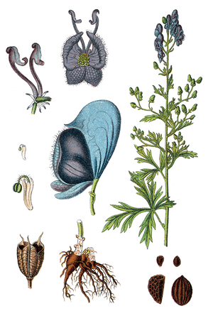 monkshood, aconite, wolfsbane, fuzi, monk's blood, Aconitum napellus
