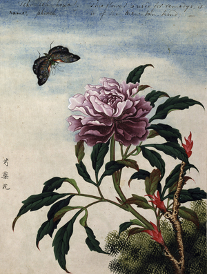 Fleurs, 18eme siecle. Peinture d'un artiste chinois inconnu. Aquarelle. Collection privee.