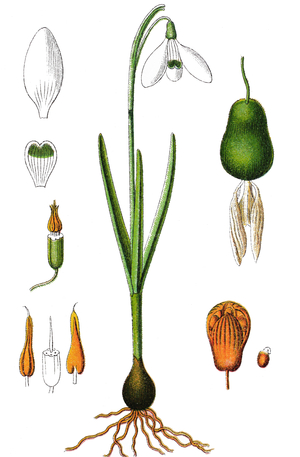 snowdrop or common snowdrop, Galanthus nivalis