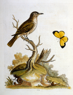 Watercolour illustration from a book of rare birds by G Edwards 1750. George Edwards (1694-1773) was a British naturalist and ornithologist. He travelled extensively through Europe, studying natural history and birds in particular. He gained some recognit