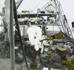 Bananas aboard the SS Chaleur, circa 1910
