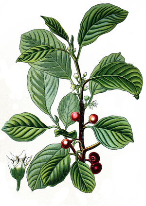 alder buckthorn, Rhamnus frangula