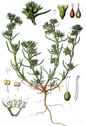 German knotweed and annual knawel, Scleranthus annuus