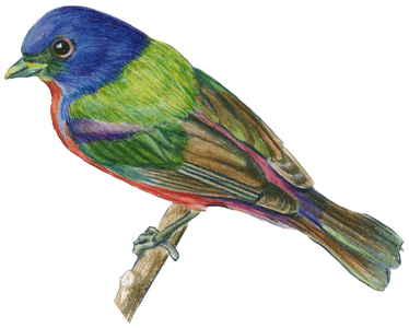 Passerin nonpareil, ou Pape de Louisiane - The painted bunting (Passerina ciris) is sometimes called the 'nonpareil' because of the male's unrivaled coloring