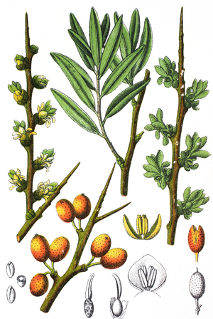Hippophae rhamnoides, common sea-buckthorn
