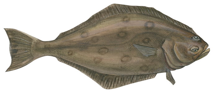Fletan de l'Atlantique, fletan blanc - Halibut (Hippoglossus hippoglossus)