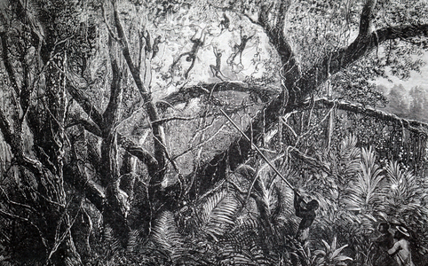 the use of a blow-pipe and poisoned darts being used to hunt monkeys in South America. 19th century (engraving)