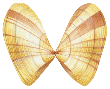 Flions, haricots de mer, telline (lavagnon, lagagnon, ou pignon) - Donax clam (Donax variabilis)