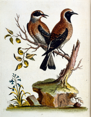 Watercolour illustration from a book of rare birds by G Edwards 1750. George Edwards (1694-1773) was a British naturalist and ornithologist. He travelled extensively through Europe, studying natural history and birds in particular. He gained some recognit