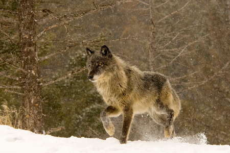 Canis lupus,Timber Wolf