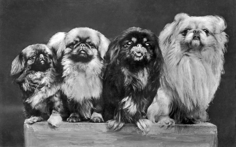 c. 1930
Four Pekingese of varying sizes crowd together for space on a box.