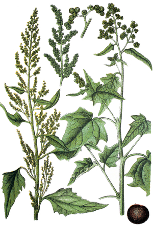 left: goosefoots, Chenopodium stramonifolium - right: goosefoots, Chenopodium urbicum