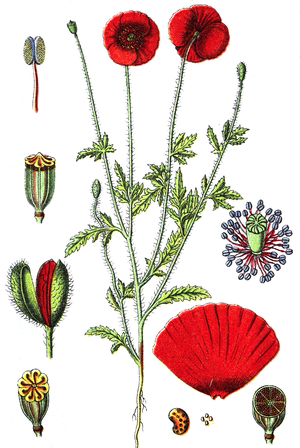 Papaver rhoeas (common names include corn poppy, corn rose, field poppy, Flanders poppy, red poppy, red weed, coquelicot, and, due to its odour, which is said to cause them, as headache and headwark)