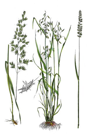 False oat-grass, tall oat-grass, tall meadow oat, Arrhenatherum elatius (left), common oat, Avena sativa (center), Crested dog's-tail, Cynosurus cristatus (right) ©Bildagentur-online/UIG/Leemage