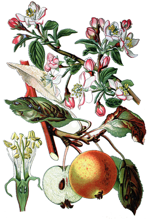 apple tree, Pirus malus, Malus domestica