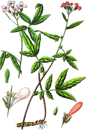 left: Cardamine heptaphylla, Pinnate coralroot. right: Cardamine bulbifera, Coralroot