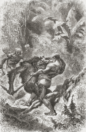 A Dayak Native From Borneo Fighting With An Orangutan In The 19th Century, 1878 (print)