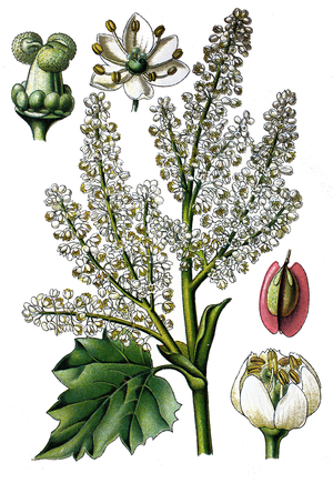 rhubarb, Rheum officinale