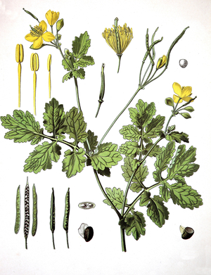 Helidonium majus, commonly known as greater celandine or tetterwort, tetterwort, nipplewort, or swallowwort. Medicinal plant ©Bildagentur-online/UIG/Leemage