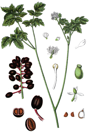 Baneberry, Eurasian Baneberry, or Herb Christopher, Actaea spicata L.