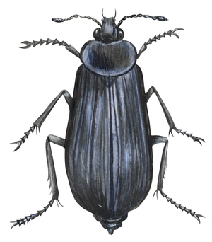 Silphe (coleoptere) - Carrion beetle (Silpha ramosa)