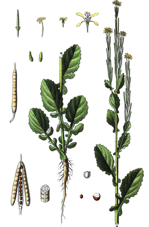 Barbarea stricta, Small-flowered Wintercress