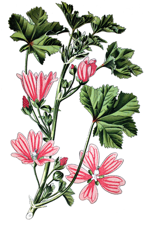 cheeses, high mallow and tall common mallow, Malva silvestris