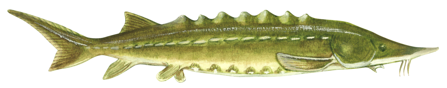 Esturgeon noir - Atlantic sturgeon (Acipenser oxyrinchus)