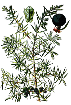common juniper, Juniperus communis