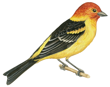 Piranga a tete rouge ou Tangara joueur - Western tanager (Piranga ludoviciana)