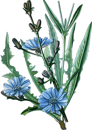 Common chicory, Cichorium intybus