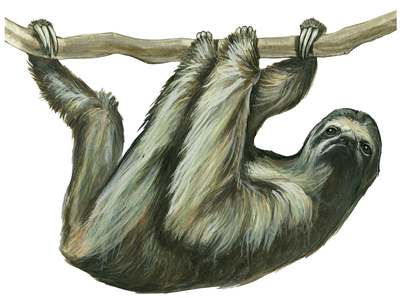 Paresseux a trois doigts, Paresseux a gorge claire, Mouton paresseux ou Ai - Pale-throated Three-toed Sloth (Bradypus tridactylus)