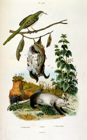 Botanical and zoological illustration by F. E. Guerin. From Dictionnaire pittoresque d'histoire naturelle et des phenomenes de la nature-1833/1834