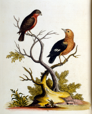 Watercolour illustration from a book of rare birds by G Edwards 1750. George Edwards (1694-1773) was a British naturalist and ornithologist. He travelled extensively through Europe, studying natural history and birds in particular. He gained some recognit